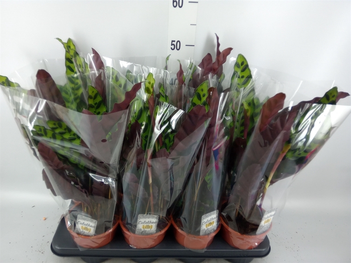 <h4>Calathea lancifolia</h4>