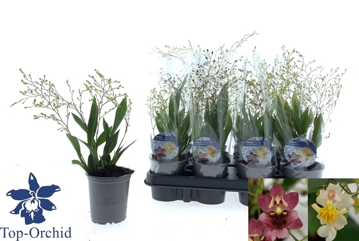 <h4>ONCIDIUM OV</h4>