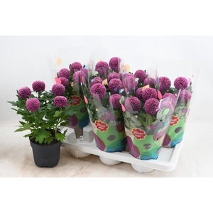 CHRYS FP PURPLE