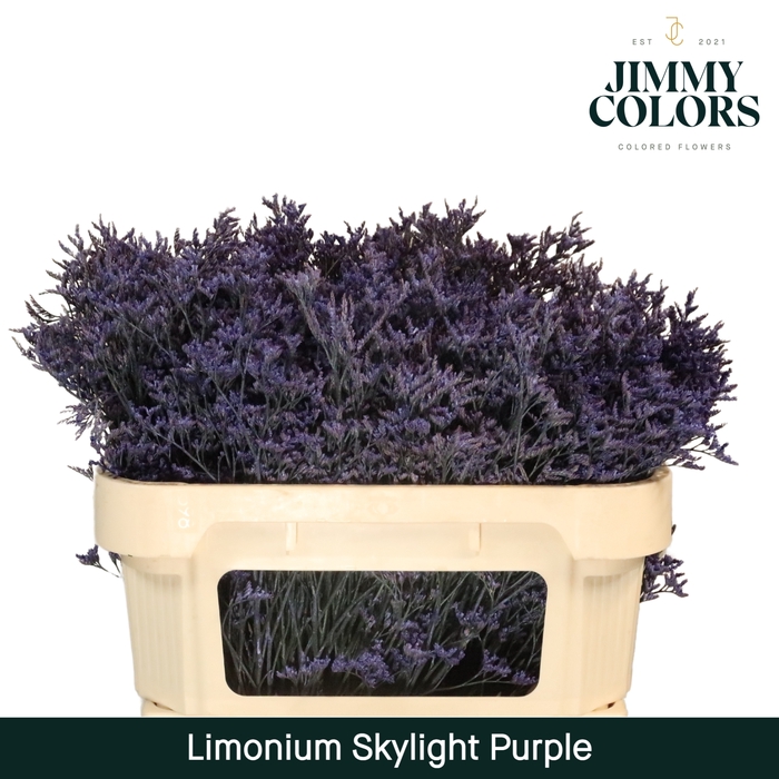 <h4>Limonium Skylight L70 Purple</h4>