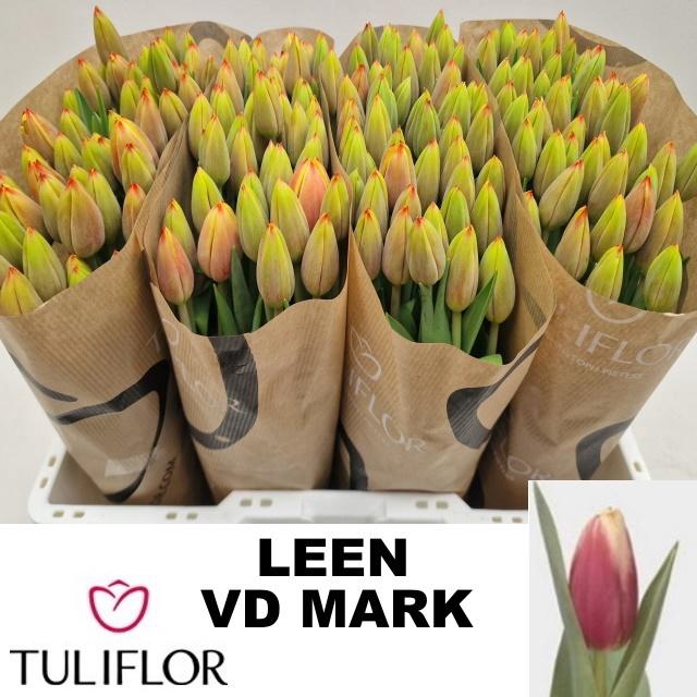 <h4>TU EN LEEN VD MARK</h4>
