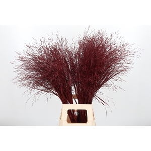 Panicum Kl Bh Bordeaux