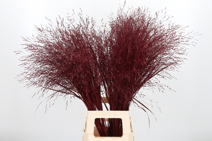 <h4>Panicum Kl Bh Bordeaux</h4>