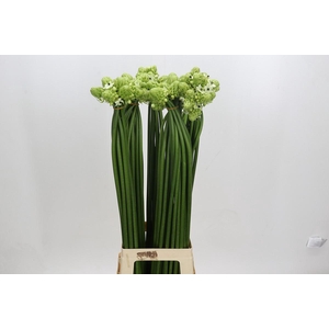 Ornithogalum Saundersiae