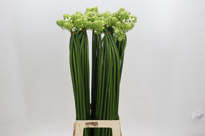 <h4>Ornithogalum Saundersiae</h4>