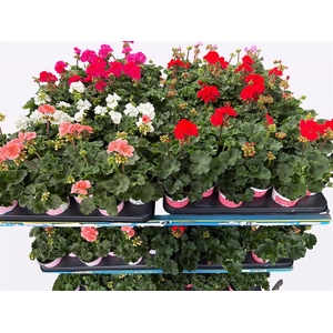 Pelargonium Zonale Grp Savannah mixkar