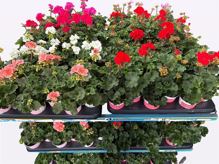 <h4>Pelargonium Zonale Grp Savannah mixkar</h4>