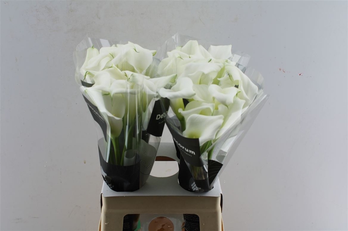 <h4>Zantedeschia Crystal Blush</h4>