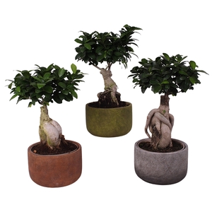 Ficus m. Ginseng Ball Shape Ø15cm in Ø18cm Ceramic NT467