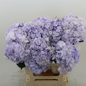 Hydrangea Lilac