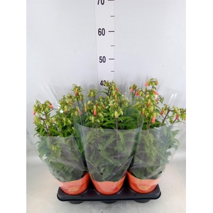 Kalanchoe HG 'Lucky Bells'