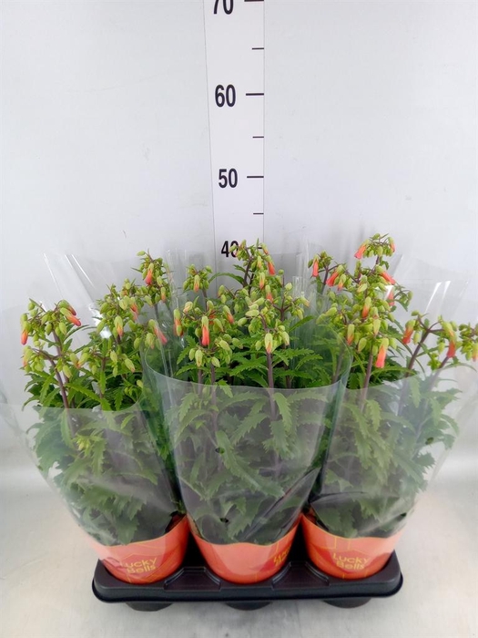 <h4>Kalanchoe HG 'Lucky Bells'</h4>