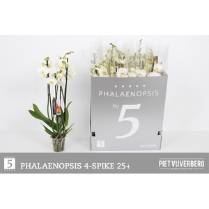 PHAL OV WIT