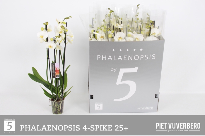 <h4>PHAL OV WIT</h4>