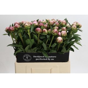 Paeonia Sarah Bernhardt