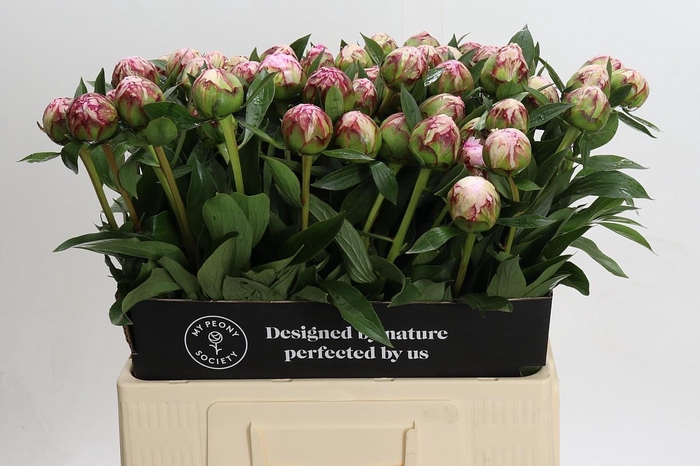 <h4>Paeonia Sarah Bernhardt</h4>