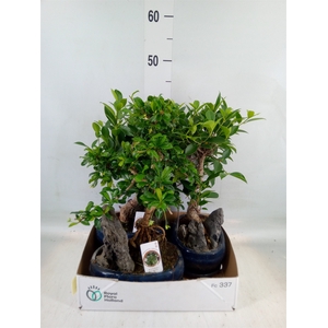 Bonsai   ...mix