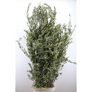 OLEA EUROPAEA