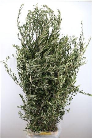 <h4>OLEA EUROPAEA</h4>