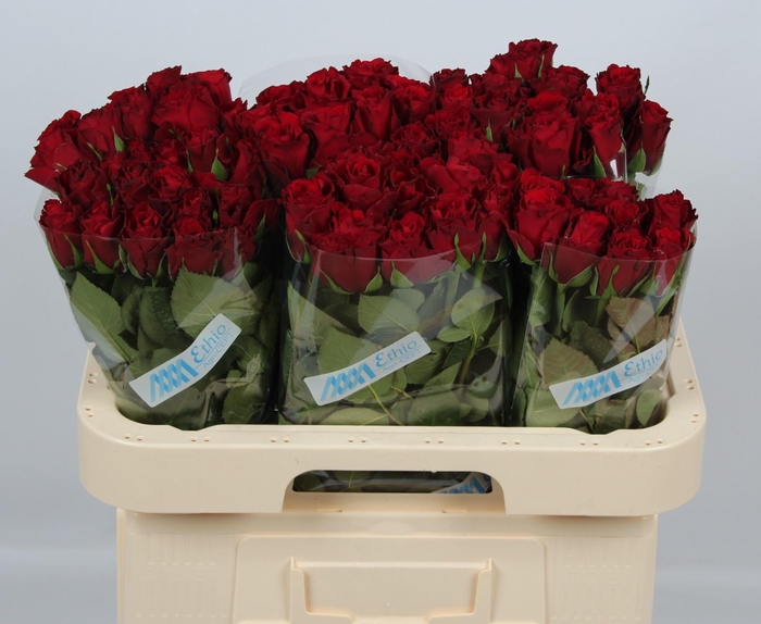 <h4>R GR UPPER CLASS</h4>