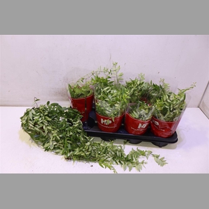 Aeschyn Japhrolepis