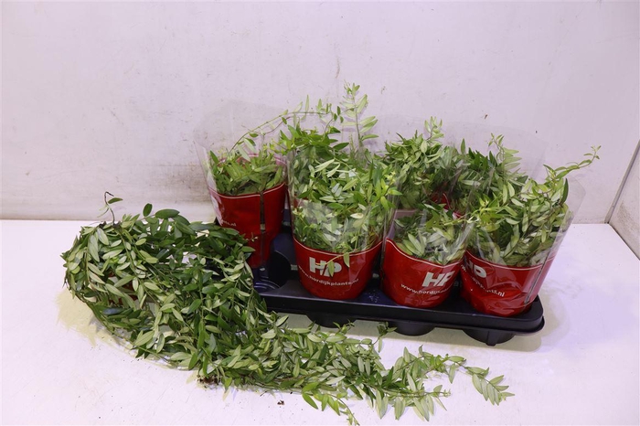 <h4>Aeschyn Japhrolepis</h4>