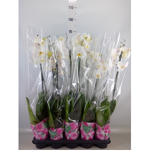 Phalaenopsis   ...white