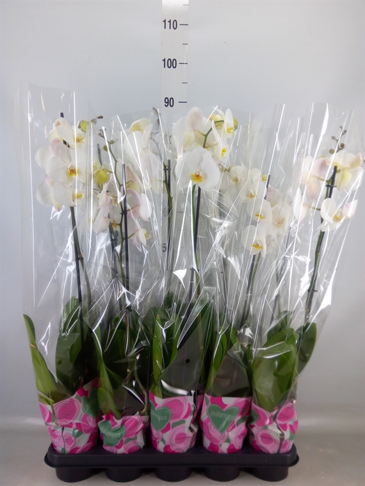 <h4>Phalaenopsis   ...white</h4>