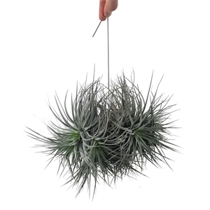 Tillandsia silver clumb XXL