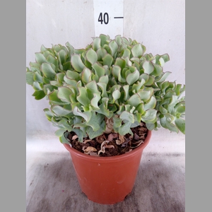 Crassula arborescens 'Curly'