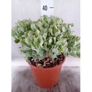 Crassula arborescens 'Curly'