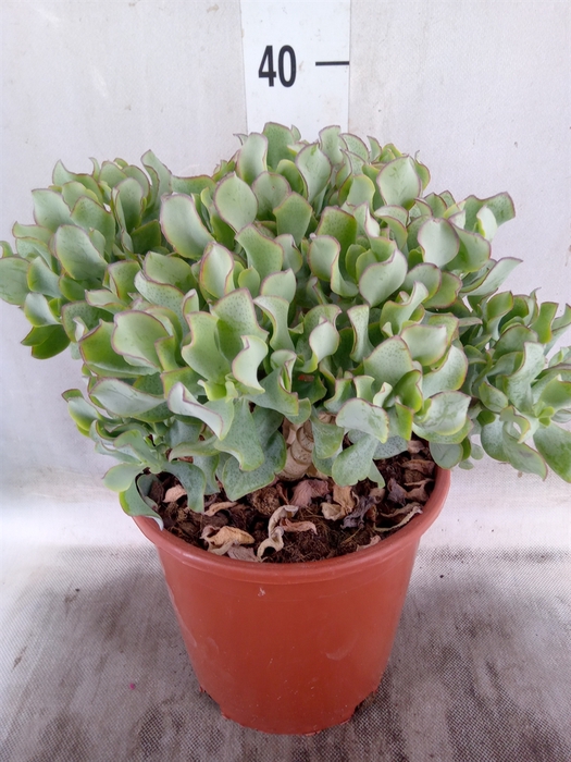 <h4>Crassula arborescens 'Curly'</h4>