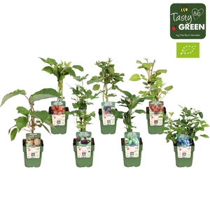 Fruitbomen en -heesters ov
