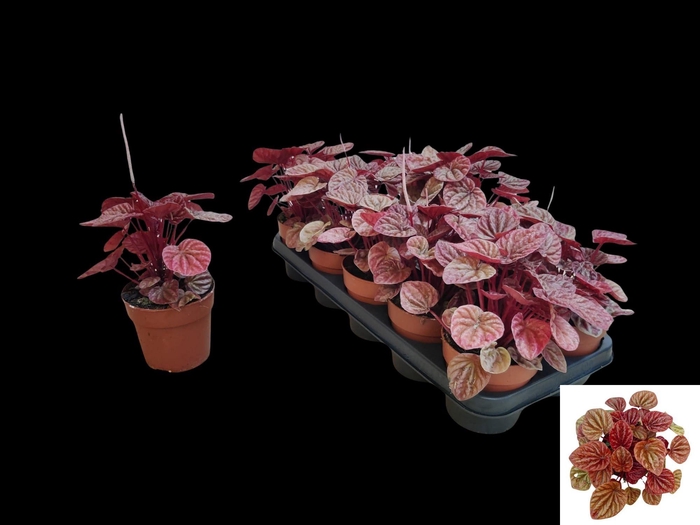 <h4>PEP CA QUITO</h4>