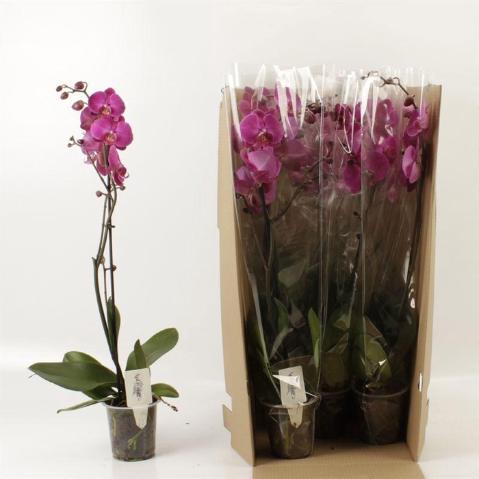 <h4>PHAL OV PAARS</h4>