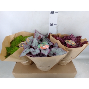 Begonia BD 'Beleaf'   ...mix