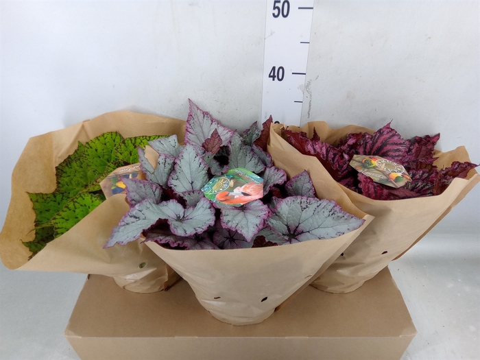 <h4>Begonia BD 'Beleaf'   ...mix</h4>