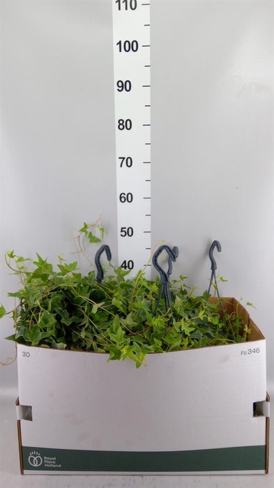 <h4>Hedera helix 'Mona Lisa'</h4>