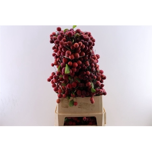 Malustak Red 100cm P Stem