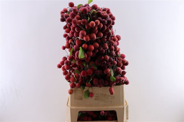 <h4>Malustak Red 100cm P Stem</h4>
