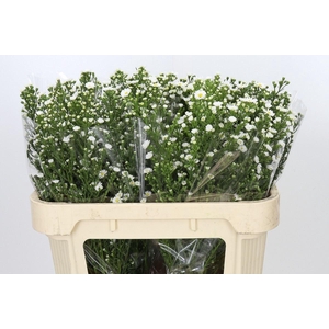 ASTER UNIV. 'PAQUITA'