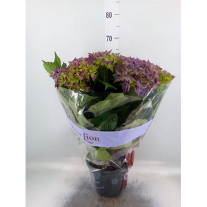 Hydrangea mac. 'Hi River'