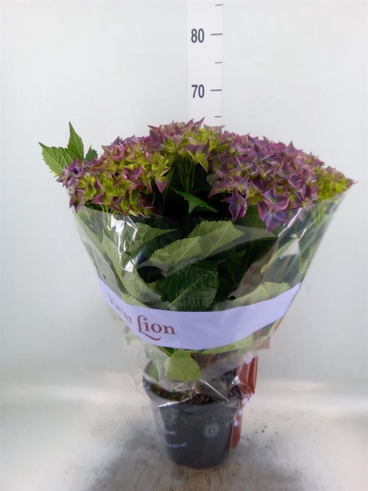 <h4>Hydrangea mac. 'Hi River'</h4>