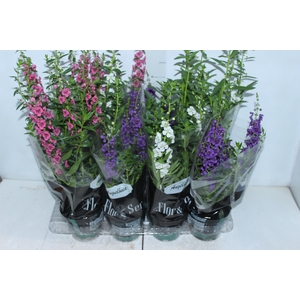 ANGELONIA P14 VARIADO