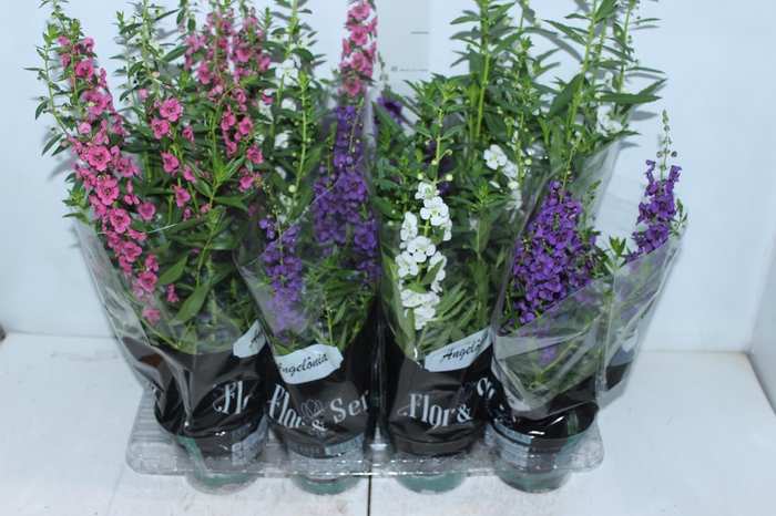 <h4>ANGELONIA P14 VARIADO</h4>