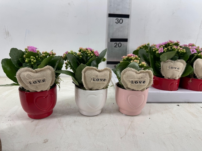 <h4>ARR PL IN SCHAAL</h4>