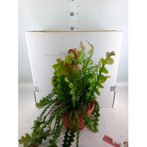 Epiphyllum anguliger