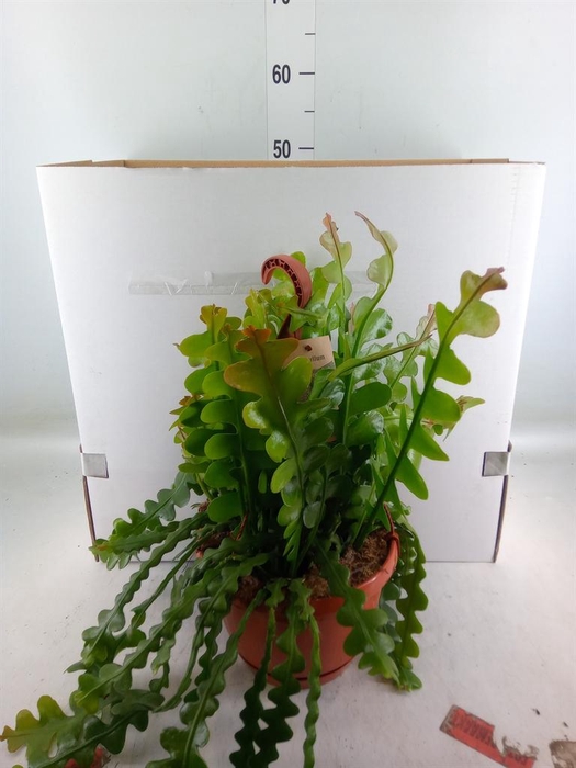 <h4>Epiphyllum anguliger</h4>