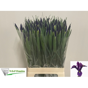 IRIS HONG KONG