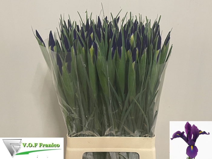 <h4>IRIS HONG KONG</h4>
